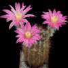 Echinocereus_adustus_v_sch